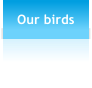 Our birds